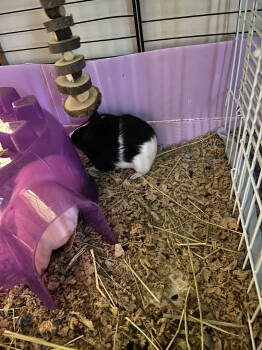 Rescue Guinea Pig Guinea Pigs for Adoption - Jerrie | PetCurious